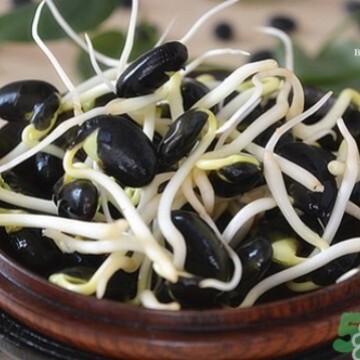 (Essence of Bean Cropts) Bianhuangxin Black Bean маленькая черная фасоль капля ростки маленькая черная фасоль кара