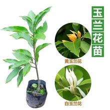 白兰花盆栽树苗带花苞玉兰花室内庭院四季开花浓香花卉黄角兰植物