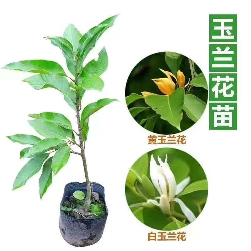 白兰花盆栽树苗带花苞玉兰花室内庭院四季开花浓香花卉黄角兰植物
