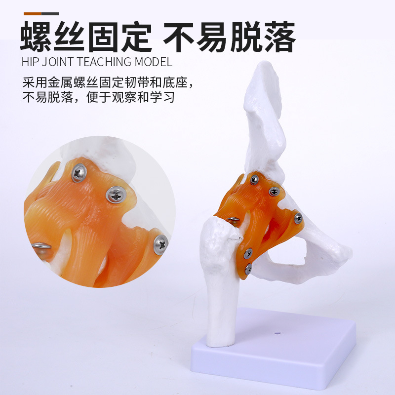 �����Źؽ� �ɹؽ�ģ�� �������ģ�͹ɹ�ͷ���ŹǺ͹ؽ��ʹ�ģ��