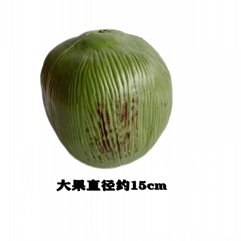 Modelo de fruta de coco simulado props fruta falsa props fruta tropical decoración palma fruta falsa