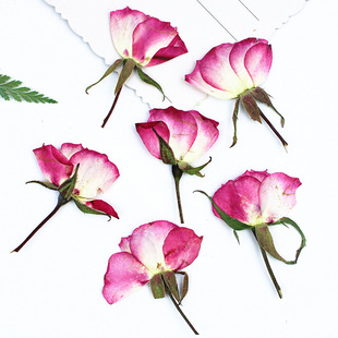 Side-Pressed Two-Color Rose with Branches and Dried Flowers Embossed Material Wholesale Material Package Plant Specimens Real Flower Leaf Specimens