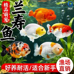 ��Ʒ�m�۽��~��ˮ�~�~���^�p�~���wС���~���B�ͻ���~��ţ�m��