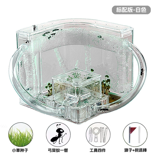 30 ants in white + magnifying glass + seeds
