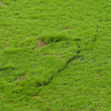 ����̦�\��̦����ٲ�ƺ��Ƥ΢���^�Gֲ���b��쾰���辰���