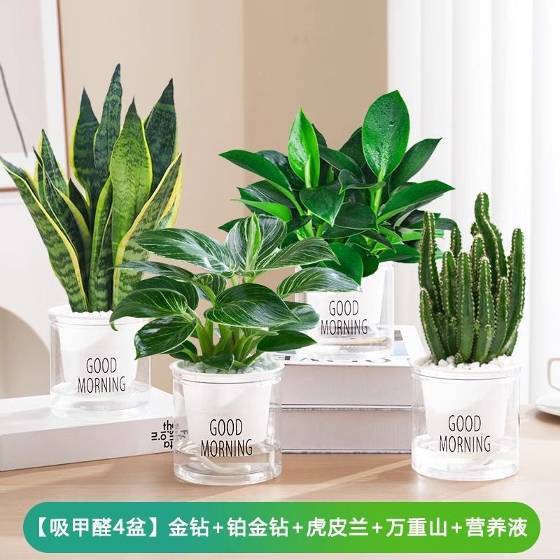 [포름알데히드 흡수 4개] 골든 다이아몬드/플래티넘 다이아몬드/타이거 피란/완중산