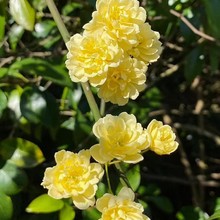 黄木香花苗爬藤墙植物庭院耐寒花卉浓香四季白红木香藤本月季盆栽