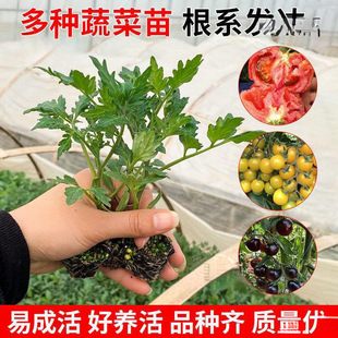 �m������t���緬�����}Ů�����������߲����������������ԉ�����
