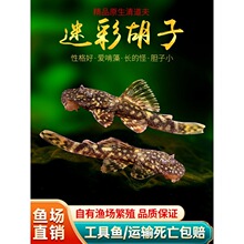 �Բʺ����~�󷲺ں��ӳ����~�����Ꭷ�~�^�p�~�׳���̦�����w