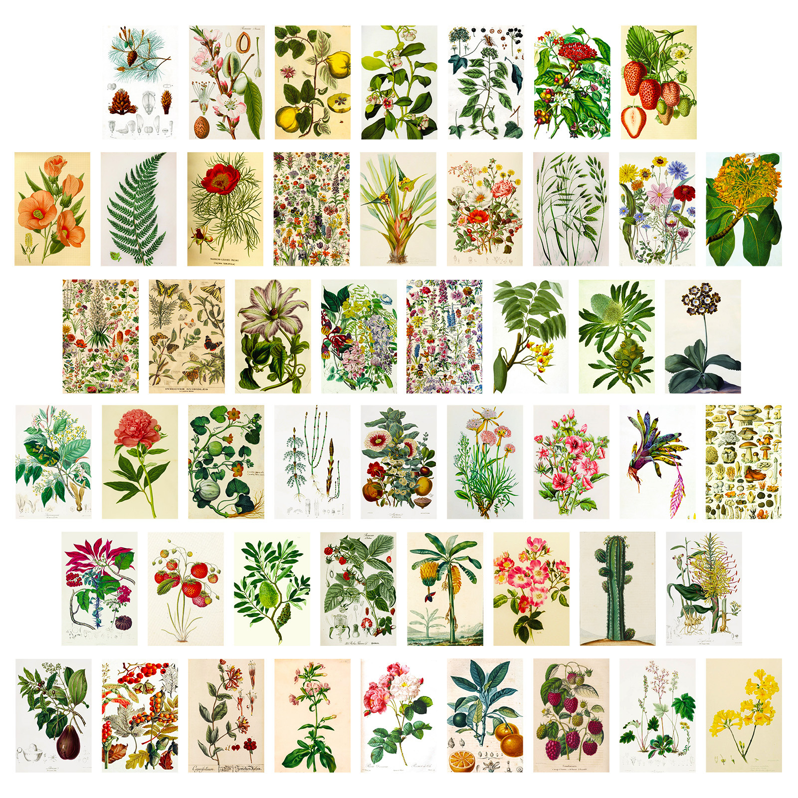 50 Mixed Flower and Grass Small Fresh Healing Postcards for Cross-border Indoor Home Journals Wall Decor Cards