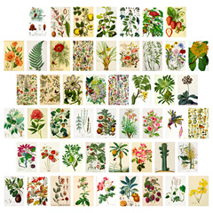 50 Mixed Flower and Grass Small Fresh Healing Postcards for Cross-border Indoor Home Journals Wall Decor Cards