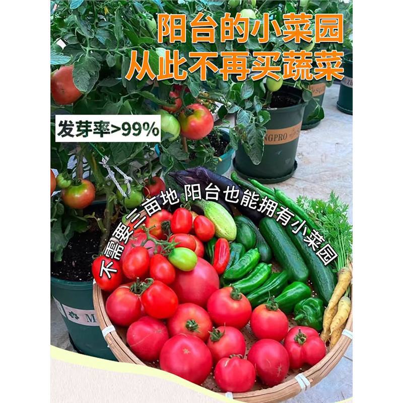 蔬菜种子四季小香葱盆栽阳台庭院油麦萝卜生菜菠菜秋易种籽孑大全