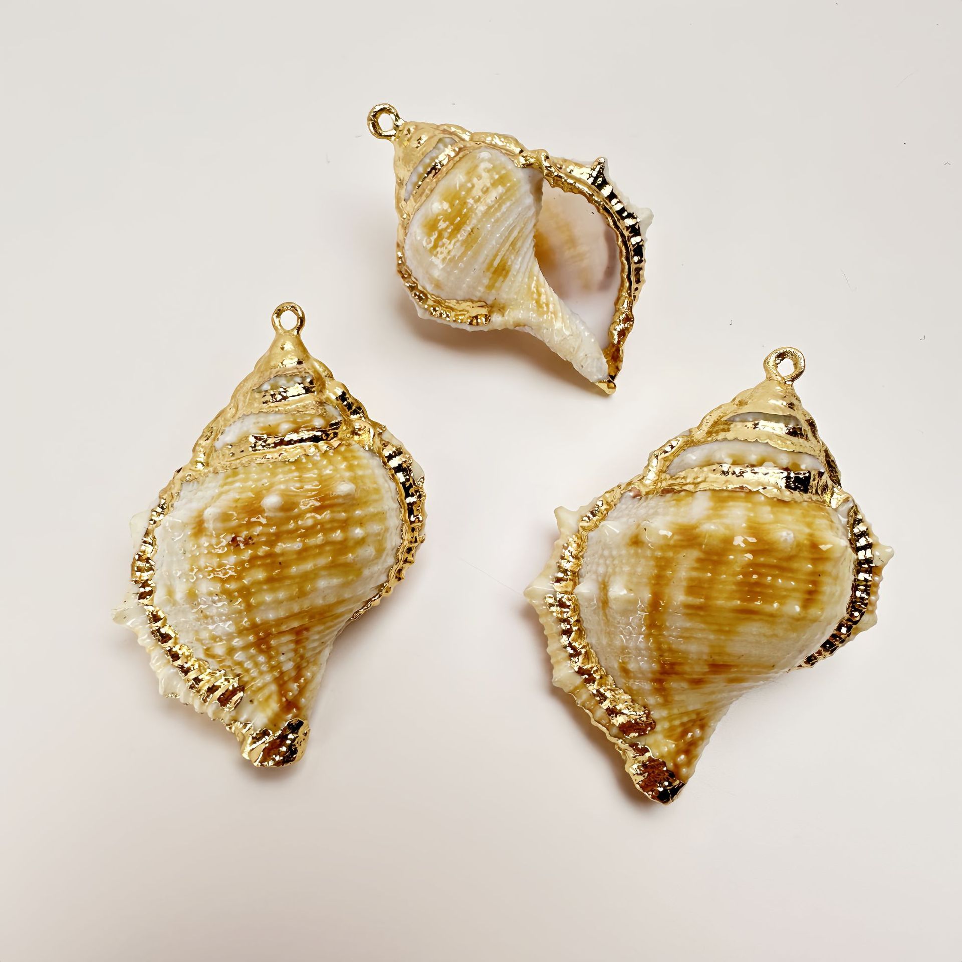 납작한 가시달팽이 8마리