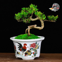 陶瓷多肉小花盆白色釉面貼花創意盆栽迷你辦公室桌面陽台盆景批發