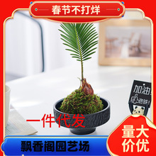 һ��������������̦޺��ins����ֲ��������ֲ�ﾻ������ˮ�ೣ��