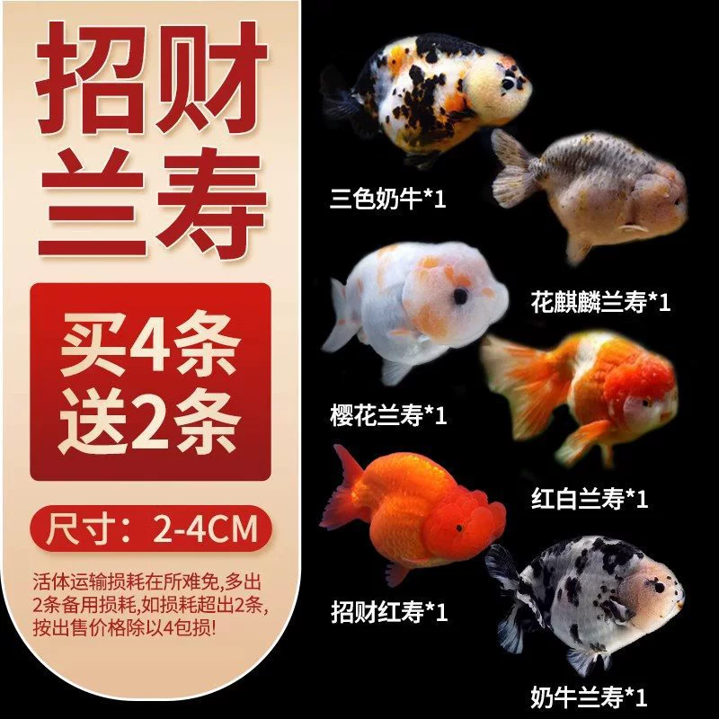Саженцы холодноводной рыбы Yulan Shoujian, живая рыба, мелкая пресноводная, хорошее кормление, живая рыба Lili, Manlonfish