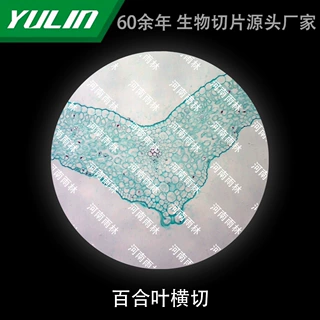 百合叶横切微生物标本显微镜生物细胞观察高校教学实验仪器科研
