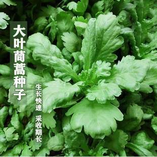 Large-leaf Chrysanthemum Seeds Vegetable Seeds Easy to Sow in Four Seasons Courtyard Balcony Potted Sowing Field Spring and Autumn Vegetable Seeds