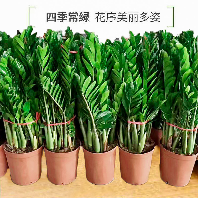 Money Tree Potted Plant Indoor Flower for Living Room, Evergreen and Easy to Care For, Large Money Tree Plant, Small Fortune Tree
