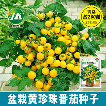 厂家批发盆栽黄珍珠番茄种子黄色矮生小西红柿种籽四季阳台菜籽种