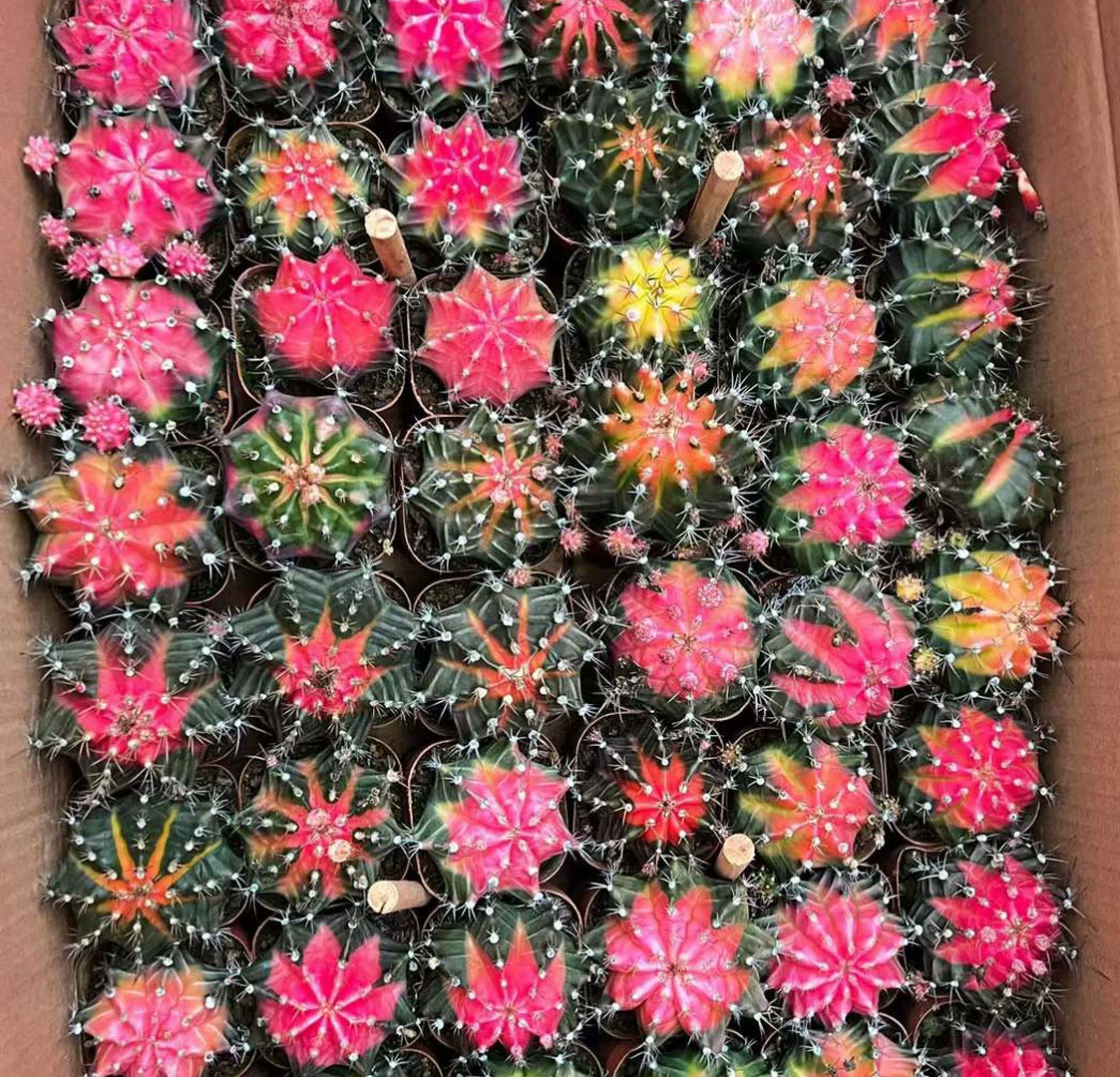 [Базовые прямые поставки] Кактус мясистые растения Домашние цветы в горшке Зеленые растения в горшке Филиппинский пион Парча 54 шт. в упаковке