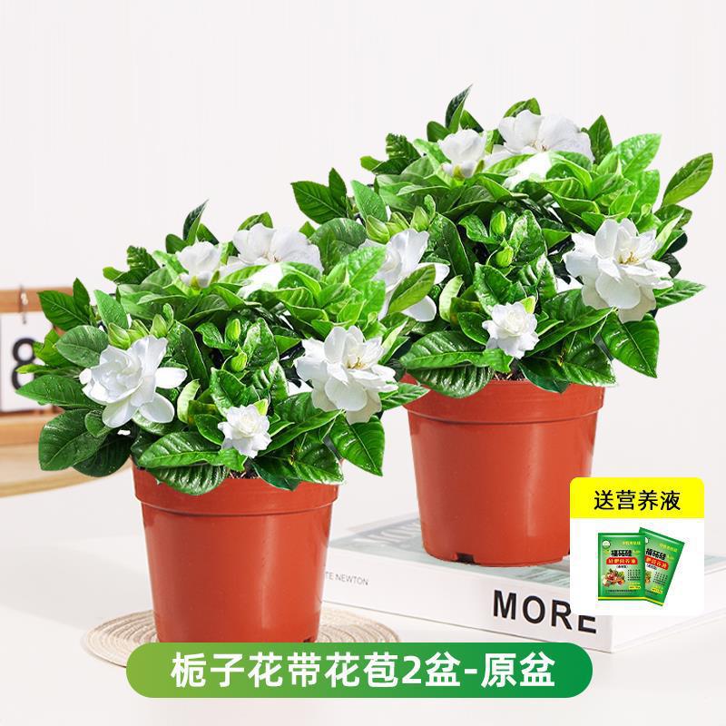 부티크 90#싹이 있는 치자나무 화분 2개(원래 화분 흙) + 영양액 [화분 2개 특별 제공]