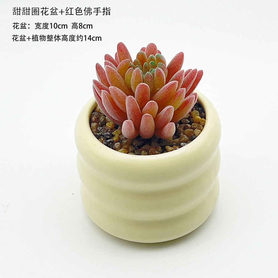 도넛 화분 + 붉은 부처님 손가락