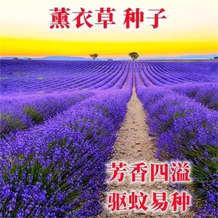 Lavender Flower Seeds Potted Plants Bloom in All Seasons Seeds Vanilla Flowers Mosquito Repellent Grass Seeds Sowing Courtyard Planting