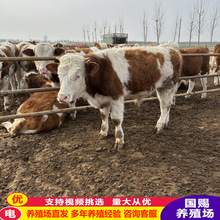 �F���m���Bֳ�����Sţ�� ���T���������l ���T����С��ţ�Bֳ��