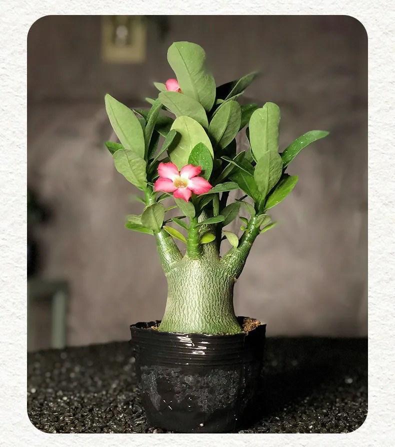 5c487938-5f6b-43ef-a497-77abef53585d.jpe