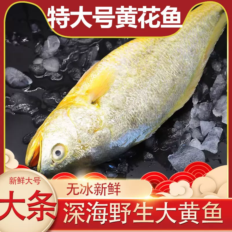 新鲜大黄鱼批发商用深海黄花鱼400-500g/条大连冷冻海鲜水产黄鱼