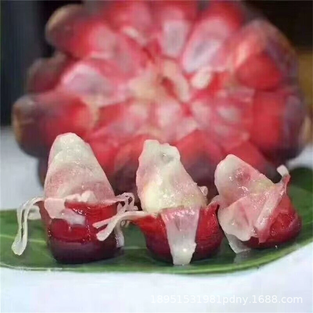 Черный Тигр Рассада Буфуна Рассада Большая Кровавая Виноградная лоза Холодный рис Группа Дьявол Плоды Рассада Пояс Доставка Итоги года