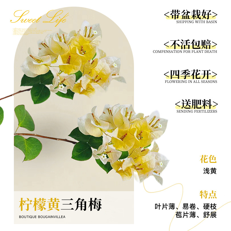 [꽃과 함께 배송되며 수령시 즉시 즐겨보세요] 레몬옐로우 부겐빌레아 40-50cm