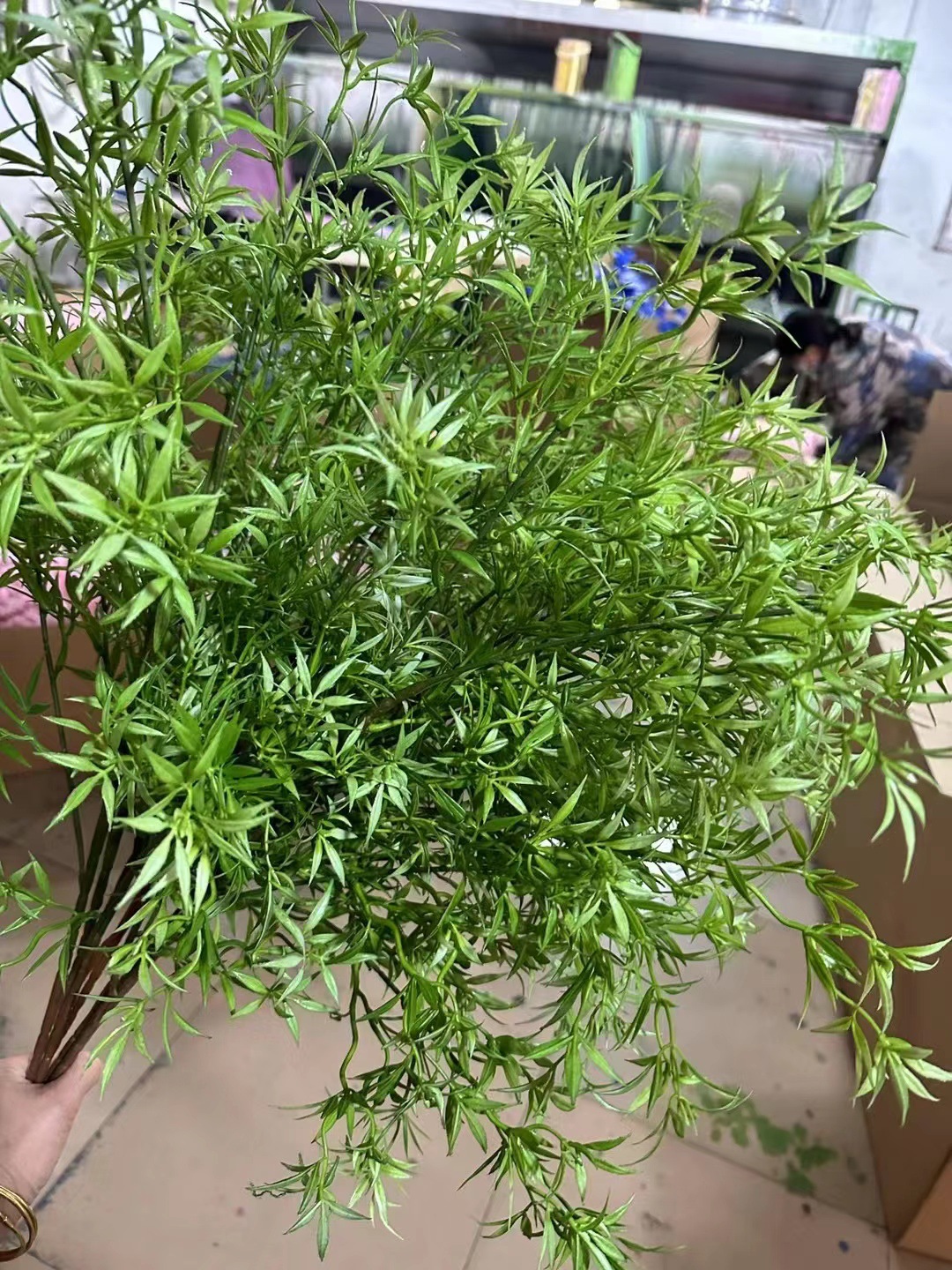 幸福草绿色1