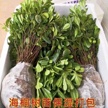 海桐小苗海桐球四季常青树苗开花气味芬芳庭院篱笆苗道路小区绿化