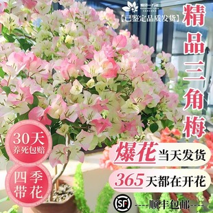 �ذ�G���ļt������÷�����ļ��_�����������h֦�̨ͥԺ�Ϙ�����