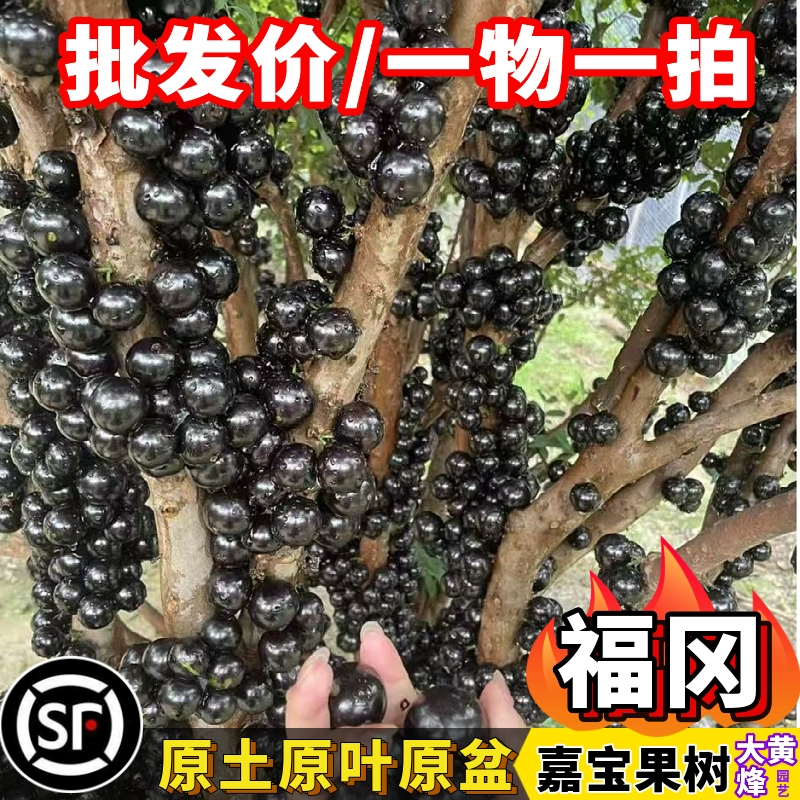 Большие фруктовые саженцы Jiabao, тайваньское виноградное дерево, Fukuoka Jiabao, фруктовые южные балконные садовые саженцы в горшках для посадки на земле