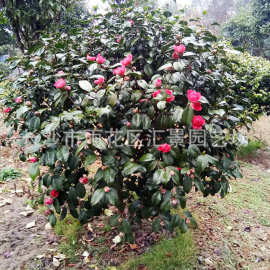 苗圃基地直供 山茶茶花球苗木盆景茶花园林绿化 茶花树 茶花苗