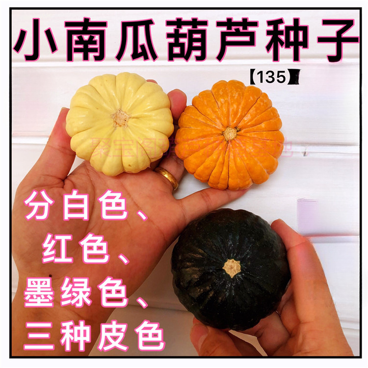 莲花疙瘩捻种小南瓜文玩头大瓢嘴手盆栽小油锤籽葫芦八宝瓠子天津