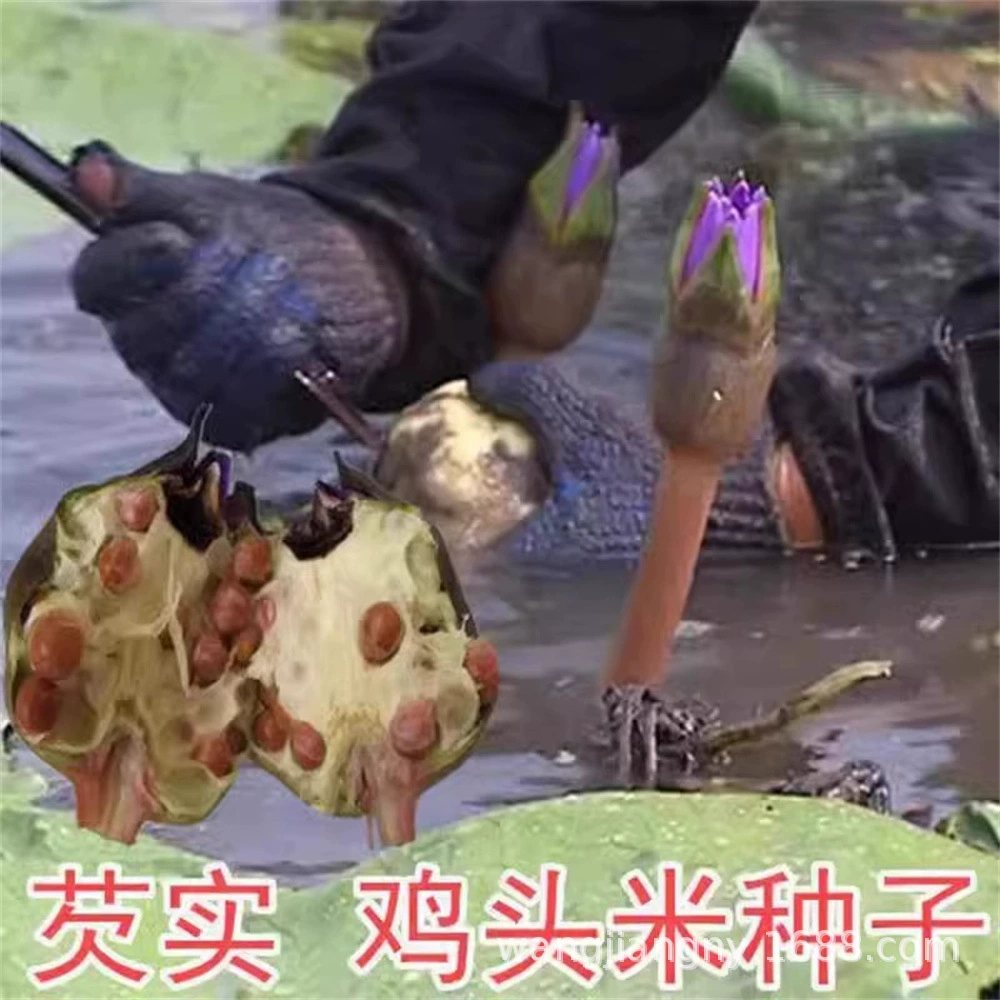 Euryale семена водные растения зеленое растение куриная голова риса семена куриная голова стебель фрукты рассада дикий колючий Лотос