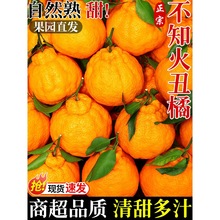 四川不知火丑橘新鲜水果应当季现摘丑粑粑蜜桔柑橘子大果整箱