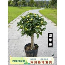 ļ԰Ԙ𻨘ֲﾰ҃Ȼ܎̨ͥԺ¹