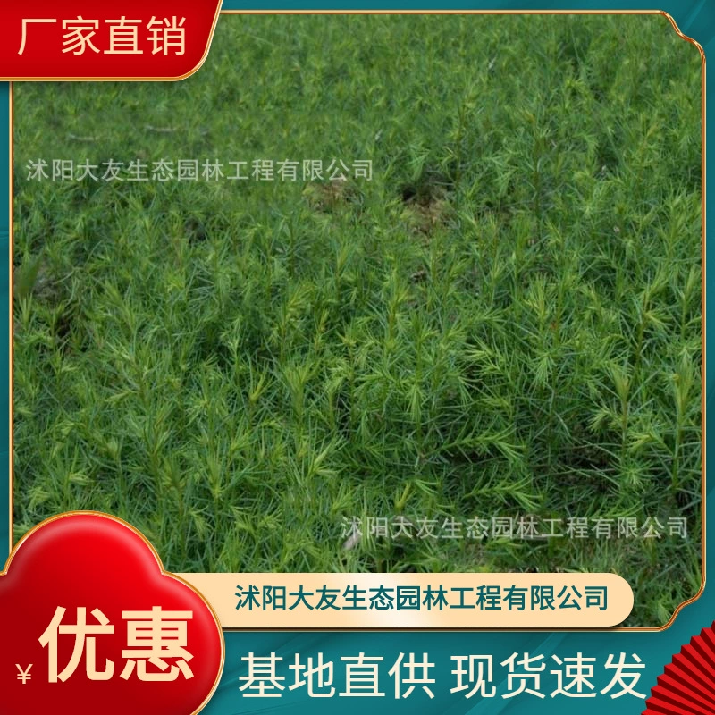 Базовые оптом саженцы коротколистных Ив собственного производства озеленение живописных мест дорога садовая техника озеленение саженцев