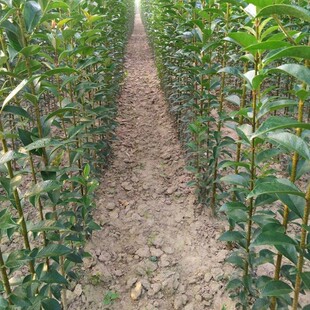 Large-Leaved Ligustrum Saplings for High Poles, Suitable for Land Acquisition and Demolition, Courtyard Large Ligustrum Saplings, Evergreen Landscape and Street Trees for All Seasons