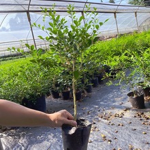 �羳�����㻨�����ļ������Ϙ������������B�_�������҃��̨���l