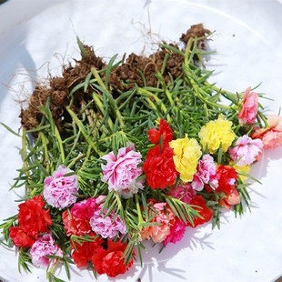 Double-Flowered Sunflower Seedlings, Perennial Mixed-Color Plants, Green Plants, Flower Pots, Blooming in All Seasons, Shipped with Roots and Buds