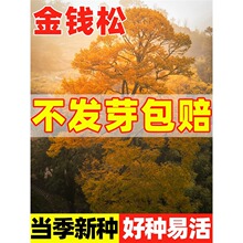 ���X�ɷN���ļ��L�G��N���ձ����~�ɷN���S����ͥԺ���^�G���N��