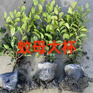 �F���Ĵ��ؑc���A��ĸ�ڷ�25���A��ĸ�ڷ�30���A��ĸ�ڷ�35���A��
