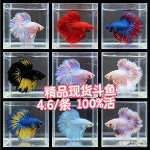 �F؛��������β̩�����~���l���»�ɫ�{���Rβ��܊�[��һ�����l