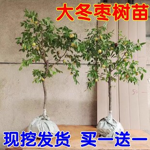 ��������ش󶬗������Ϸ������Nֲ���Ե��Ԯ���Y�������痗����